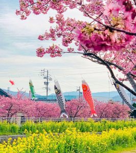 免々田川：菜の花・河津桜まつり、2月春の花、愛知県田原市の観光・撮影スポットの画像と写真