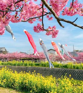 免々田川：菜の花・河津桜まつり、2月春の花、愛知県田原市の観光・撮影スポットの画像と写真