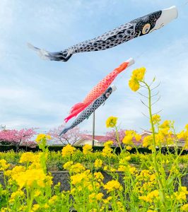 免々田川：菜の花・河津桜まつり、こいのぼり、2月春の花、愛知県田原市の観光・撮影スポットの画像と写真