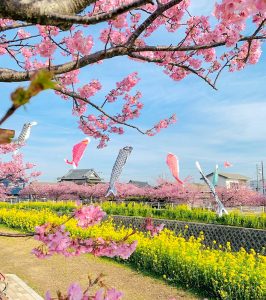 免々田川：菜の花・河津桜まつり、2月春の花、愛知県田原市の観光・撮影スポットの画像と写真