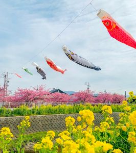 免々田川：菜の花・河津桜まつり、こいのぼり、2月春の花、愛知県田原市の観光・撮影スポットの画像と写真