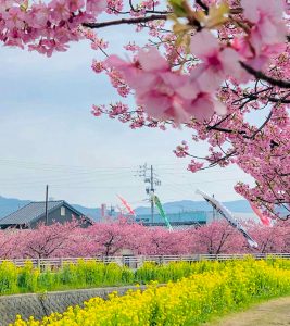 免々田川：菜の花・河津桜まつり、2月春の花、愛知県田原市の観光・撮影スポットの画像と写真
