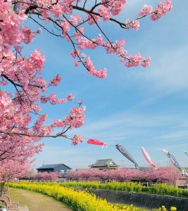 免々田川：菜の花・河津桜まつり、2月春の花、愛知県田原市の観光・撮影スポットの画像と写真