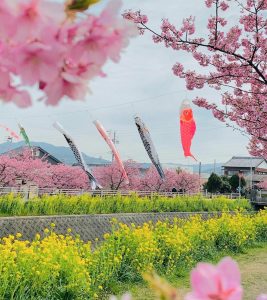 免々田川：菜の花・河津桜まつり、2月春の花、愛知県田原市の観光・撮影スポットの画像と写真