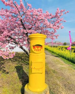 免々田川：菜の花・河津桜まつり、黄色のポスト、2月春の花、愛知県田原市の観光・撮影スポットの画像と写真