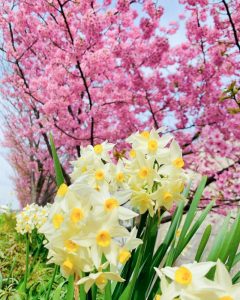 免々田川：菜の花・河津桜まつり、2月春の花、愛知県田原市の観光・撮影スポットの画像と写真