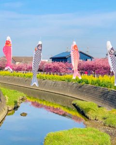 免々田川：菜の花・河津桜まつり、2月春の花、愛知県田原市の観光・撮影スポットの画像と写真
