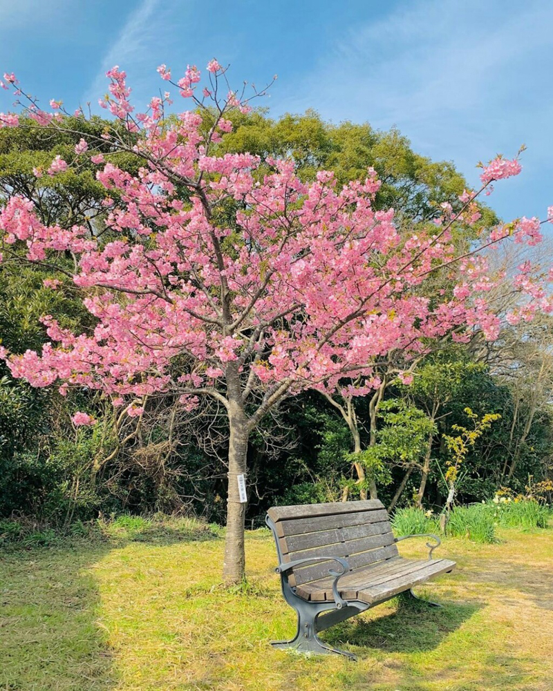免々田川：菜の花・河津桜まつり、2月春の花、愛知県田原市の観光・撮影スポットの画像と写真