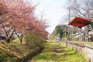 三河御船駅跡地ふれあい公園、河津桜、3月春の花、愛知県豊田市の観光・撮影スポットの画像と写真