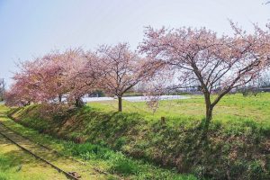 三河御三河御船駅跡地ふれあい公園、河津桜、3月春の花、愛知県豊田市の観光・撮影スポットの画像と写真