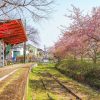 三河御船駅跡地ふれあい公園、河津桜、3月春の花、愛知県豊田市の観光・撮影スポットの画像と写真