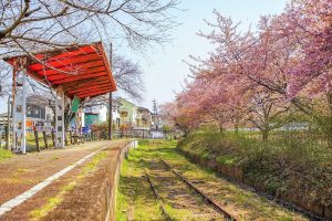 三河御船駅跡地ふれあい公園、河津桜、3月春の花、愛知県豊田市の観光・撮影スポットの画像と写真