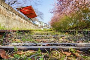 三河御船駅跡地ふれあい公園、河津桜、3月春の花、愛知県豊田市の観光・撮影スポットの画像と写真