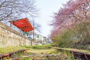 三河御船駅跡地ふれあい公園、河津桜、3月春の花、愛知県豊田市の観光・撮影スポットの画像と写真