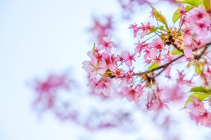 三河御船駅跡地ふれあい公園、河津桜、3月春の花、愛知県豊田市の観光・撮影スポットの画像と写真