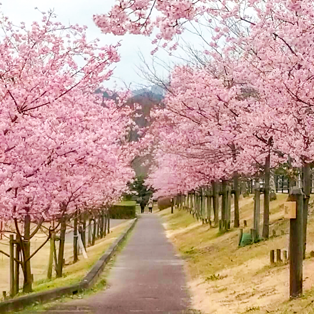 宮リバー度会パーク, 河津桜、2月春の花、三重県度会郡の観光・撮影スポットの画像と写真