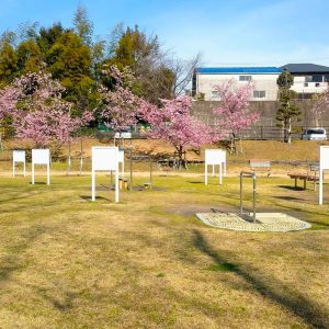 宮リバー度会パーク, 河津桜、2月春の花、三重県度会郡の観光・撮影スポットの画像と写真