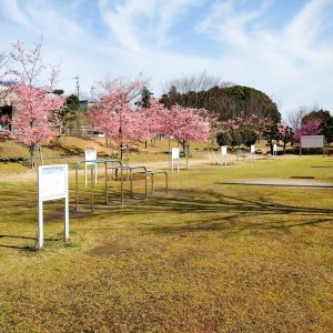 宮リバー度会パーク, 河津桜、2月春の花、三重県度会郡の観光・撮影スポットの画像と写真