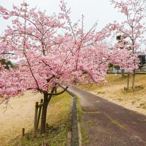 宮リバー度会パーク, 河津桜、2月春の花、三重県度会郡の観光・撮影スポットの画像と写真