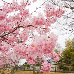 宮リバー度会パーク, 河津桜、2月春の花、三重県度会郡の観光・撮影スポットの画像と写真