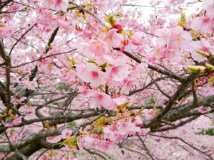 宮リバー度会パーク, 河津桜、2月春の花、三重県度会郡の観光・撮影スポットの画像と写真