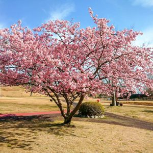 宮リバー度会パーク, 河津桜、2月春の花、三重県度会郡の観光・撮影スポットの画像と写真