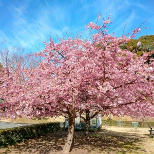 宮リバー度会パーク, 河津桜、2月春の花、三重県度会郡の観光・撮影スポットの画像と写真
