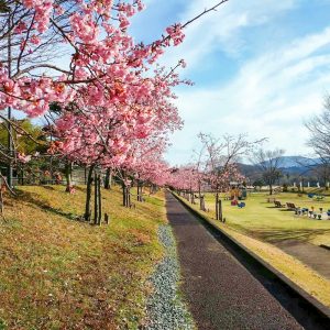 宮リバー度会パーク, 河津桜、2月春の花、三重県度会郡の観光・撮影スポットの画像と写真