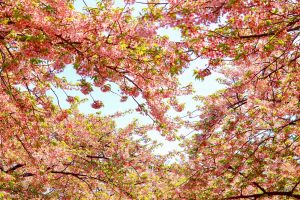 なばなの里、河津桜、3月春の花、三重県桑名市の観光・撮影スポットの画像と写真
