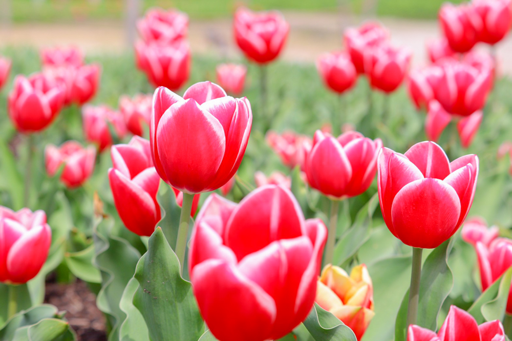 なばなの里、チューリップ、3月春の花、三重県桑名市の観光・撮影スポットの画像と写真
