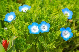 なばなの里、ネモフィラ、3月春の花、三重県桑名市の観光・撮影スポットの画像と写真