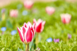 なばなの里、チューリップ、3月春の花、三重県桑名市の観光・撮影スポットの画像と写真