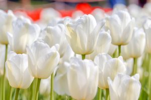 なばなの里、チューリップ、3月春の花、三重県桑名市の観光・撮影スポットの画像と写真