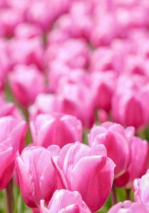 なばなの里、チューリップ、3月春の花、三重県桑名市の観光・撮影スポットの画像と写真