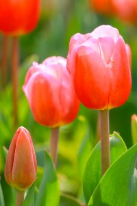 なばなの里、チューリップ、3月春の花、三重県桑名市の観光・撮影スポットの画像と写真