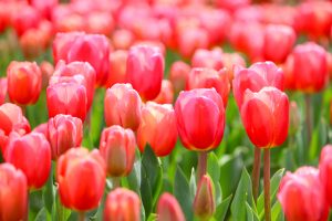 なばなの里、チューリップ、3月春の花、三重県桑名市の観光・撮影スポットの画像と写真