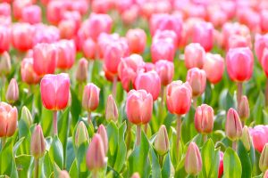 なばなの里、チューリップ、3月春の花、三重県桑名市の観光・撮影スポットの画像と写真