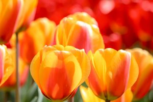 なばなの里、チューリップ、3月春の花、三重県桑名市の観光・撮影スポットの画像と写真