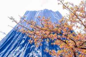 なばなの里、河津桜、3月春の花、三重県桑名市の観光・撮影スポットの画像と写真