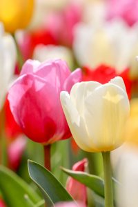 なばなの里、チューリップ、3月春の花、三重県桑名市の観光・撮影スポットの画像と写真