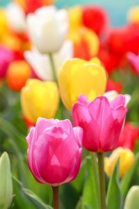 なばなの里、チューリップ、3月春の花、三重県桑名市の観光・撮影スポットの画像と写真