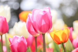 なばなの里、チューリップ、3月春の花、三重県桑名市の観光・撮影スポットの画像と写真