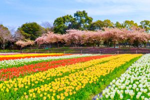 なばなの里、チューリップ、3月春の花、三重県桑名市の観光・撮影スポットの画像と写真