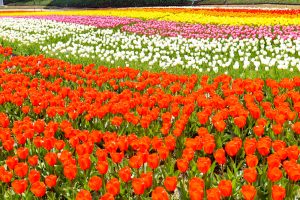 なばなの里、チューリップ、3月春の花、三重県桑名市の観光・撮影スポットの画像と写真
