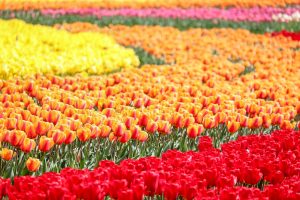 なばなの里、チューリップ、3月春の花、三重県桑名市の観光・撮影スポットの画像と写真