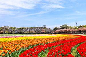 なばなの里、チューリップ、3月春の花、三重県桑名市の観光・撮影スポットの画像と写真