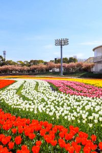 なばなの里、チューリップ、3月春の花、三重県桑名市の観光・撮影スポットの画像と写真