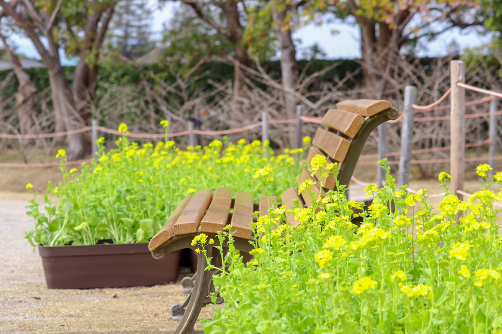 なばなの里、菜の花、3月春の花、三重県桑名市の観光・撮影スポットの画像と写真