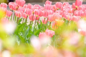 なばなの里、チューリップ、3月春の花、三重県桑名市の観光・撮影スポットの画像と写真