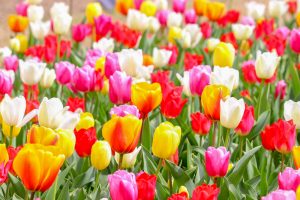 なばなの里、チューリップ、3月春の花、三重県桑名市の観光・撮影スポットの画像と写真